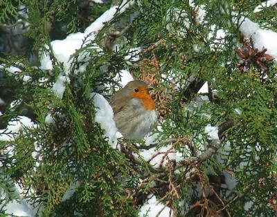 Прикрепленное изображение: pb05-1.jpg